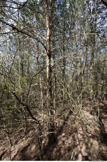 Background Forests