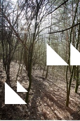 Photo reference of Background Forest