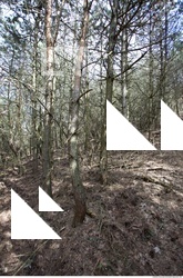 Photo reference of Background Forest