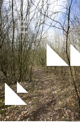 Photo reference of Background Forest