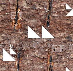 Seamless Tree Bark