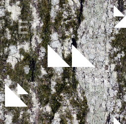 Seamless Tree Bark