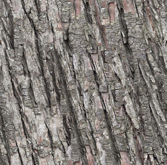 Seamless Tree Bark