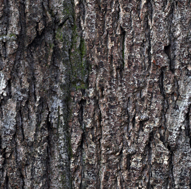 Seamless Tree Bark