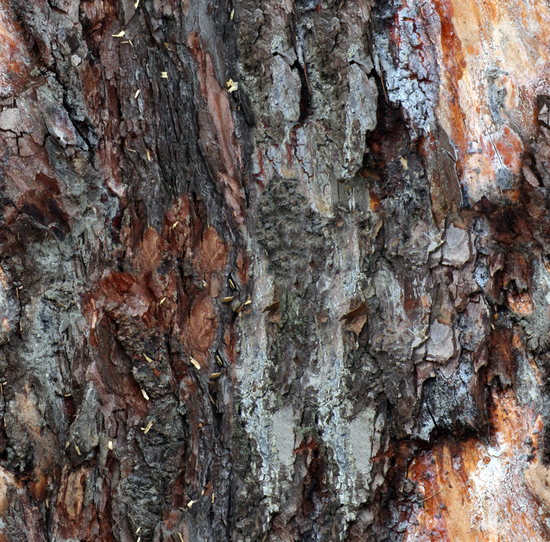 Seamless Tree Bark