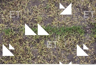 Grass Dead