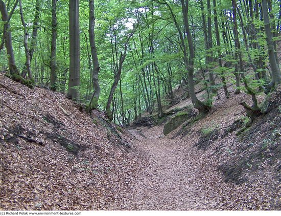 Background Forests