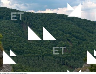 Photo reference of Background Forest