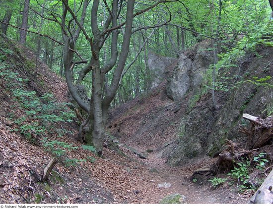 Background Forests