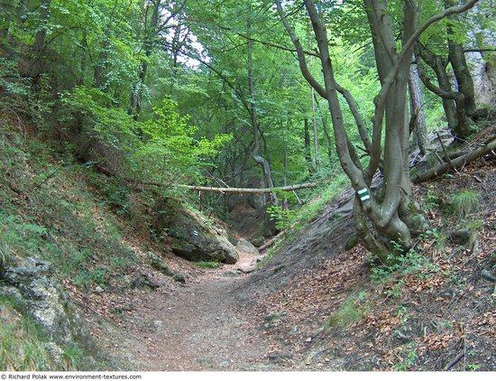 Background Forests