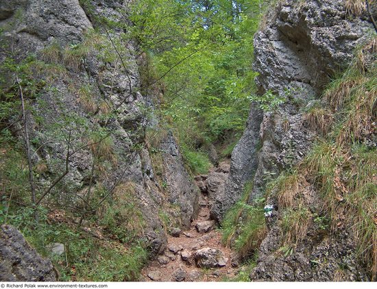 Background Forests