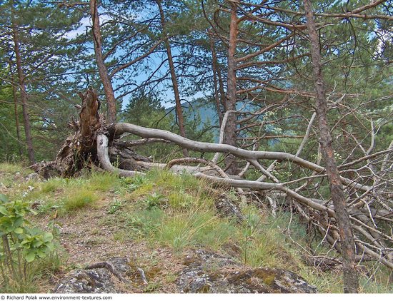 Background Forests