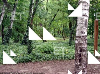 background forest park