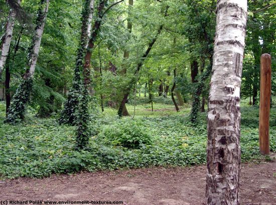 Background Forests