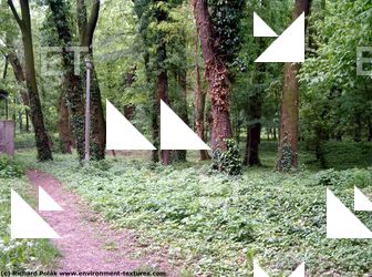 background forest park