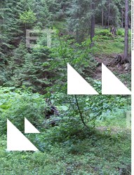 Background Forests