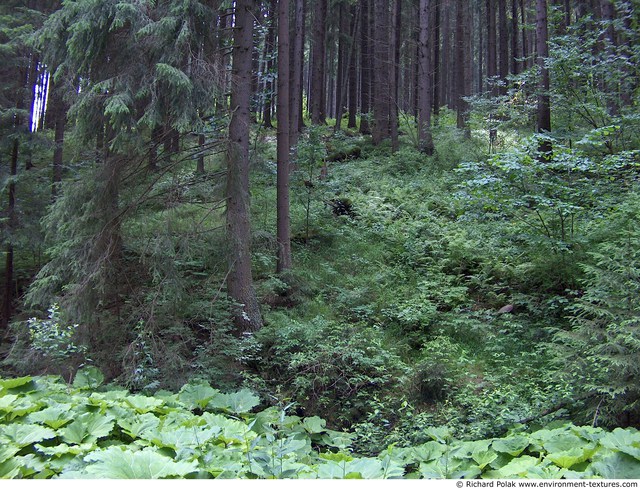 Background Forests