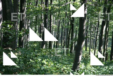 Photo reference of Background Forest