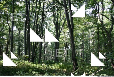 Photo reference of Background Forest