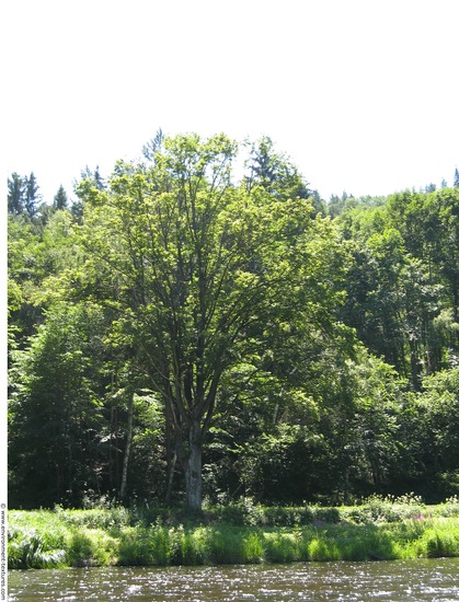 Background Forests