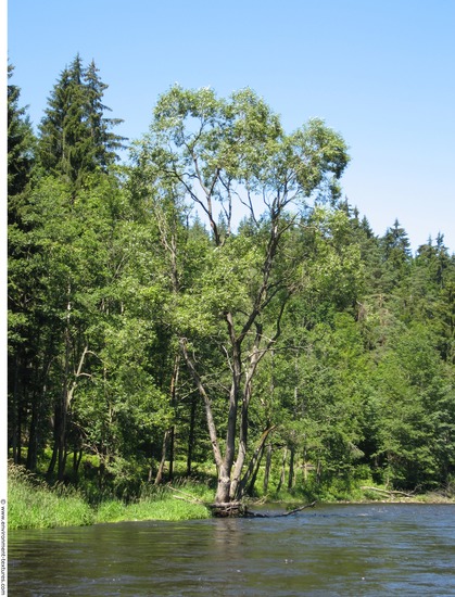 Background Forests