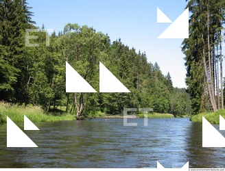 Photo Reference of Background Forest