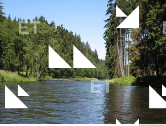 Photo Reference of Background Forest