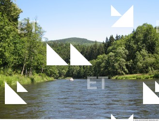 Photo Reference of Background Forest