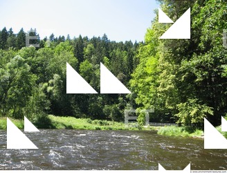 Photo Reference of Background Forest