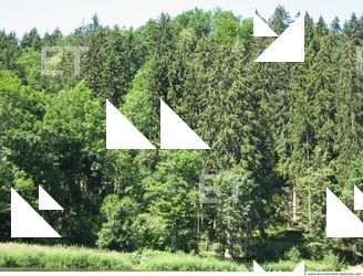 Photo Reference of Background Forest