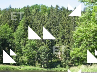 Photo Reference of Background Forest