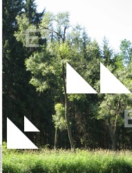 Photo Reference of Background Forest