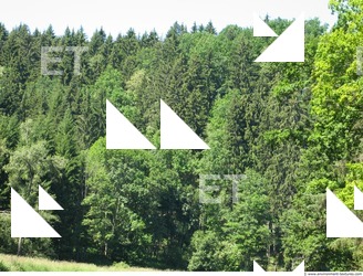 Photo Reference of Background Forest