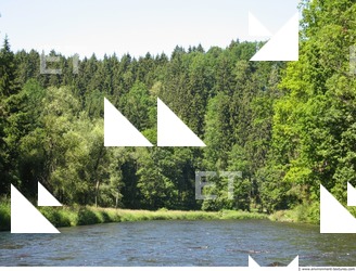 Photo Reference of Background Forest