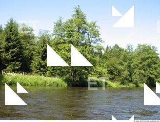 Photo Reference of Background Forest