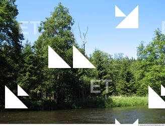 Photo Reference of Background Forest