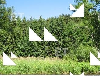 Photo Reference of Background Forest