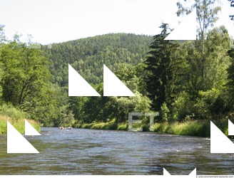 Photo Reference of Background Forest