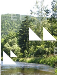 Photo Reference of Background Forest