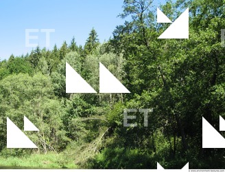 Photo Reference of Background Forest