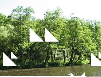 Photo Reference of Background Forest