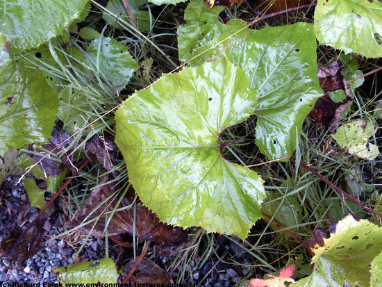 Leaves