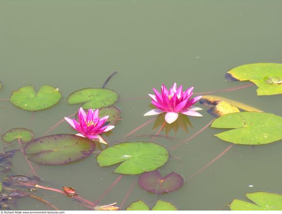 Waterplants