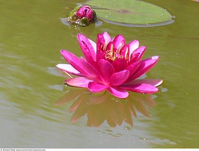 Waterplants