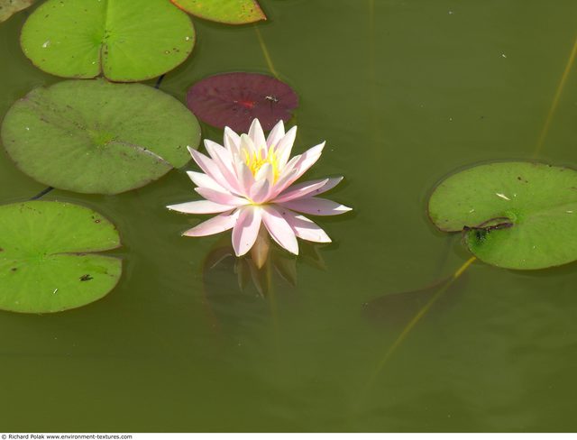 Waterplants