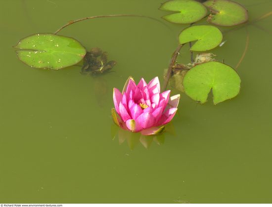 Waterplants