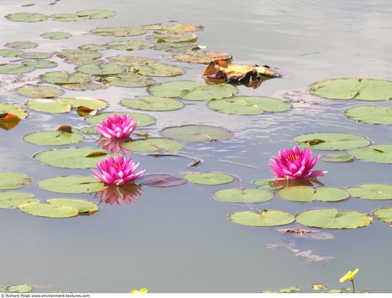 Waterplants