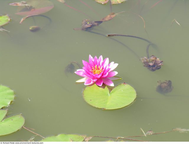 Waterplants