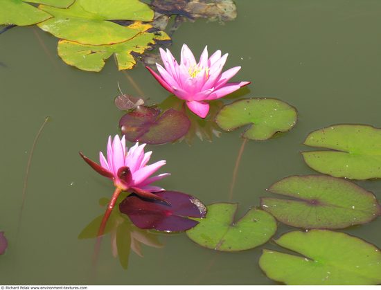 Waterplants