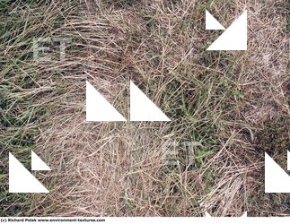 Grass Dead